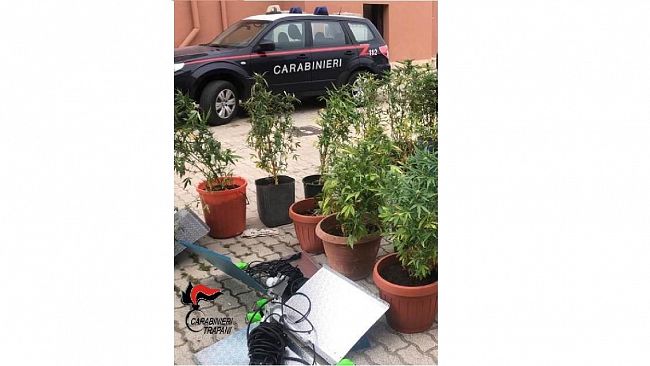 Pantelleria, Scoperta nuova varietà di canapa indiana. Un arresto 