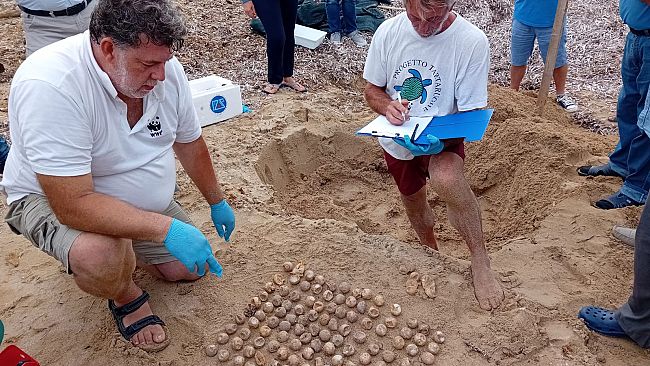 Questa estate nate ben 700 tartarughe Caretta Caretta nelle coste trapanesi