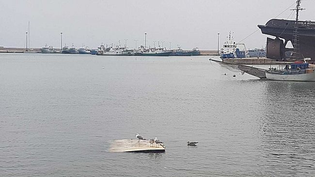 Mazara, porto canale: base di atterraggio per i gabbiani… Novità in arrivo per il dragaggio?