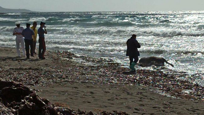 Cornino, macabra scoperta: mucca spiaggiata sul lungomare