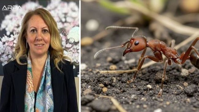 Formica di fuoco, la nuova piaga che minaccia agricoltura ed essere umano