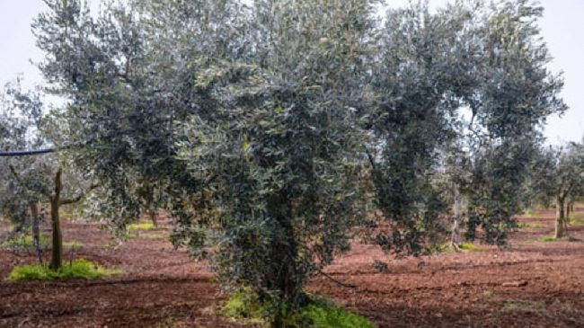 Senza acqua il comparto olivicolo, l’allarme del sindaco Castiglione  