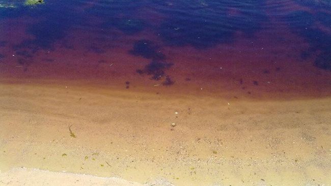 Svelato il mistero delle acque rosse sulla spiaggia in città: sostanze-spia volute dall’Amministrazione Cristaldi
