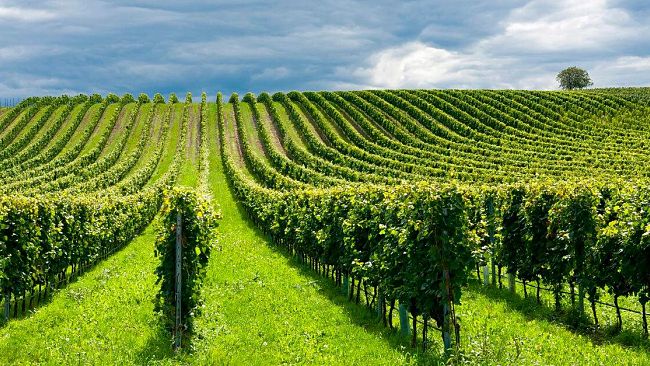 Alberto Di Girolamo, I problemi dell’Agricoltura. Tre incontri oggi per parlarne con gli addetti ai lavori
