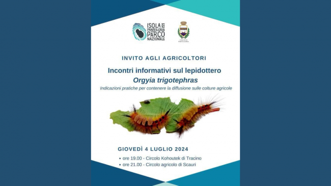 Pantelleria, invito agli agricoltori: il 4 luglio incontro informativo sul lepidottero Orgyia trigotephras