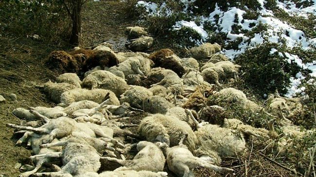 Uccise da un branco di cani 19 pecore in contrada Calviano-Torretta