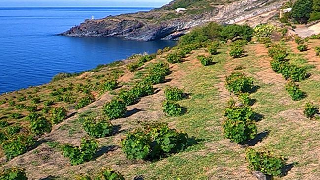 Inchiesta di Report sul passito di Pantelleria. Su 