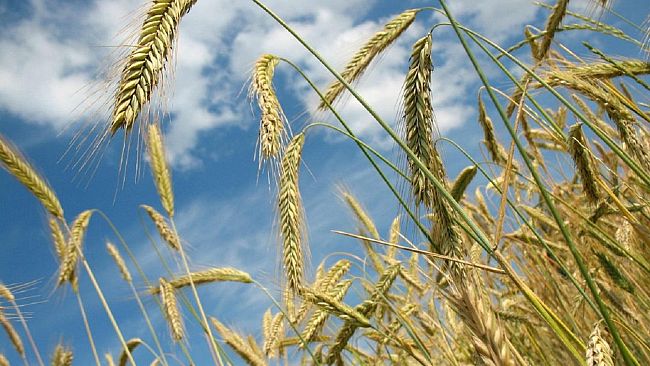 “Quattro chiacchiere con…Bidi’” (grano antico)