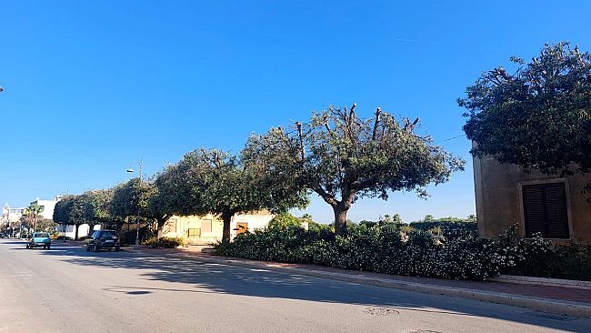 Petrosino, potatuta alberature viale De Vita, i chiarimenti dell'Ammnistrazione comunale