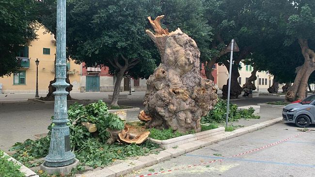Trapani, la storia si ripete: crolla un'eritrina in Viale Duca d'Aosta