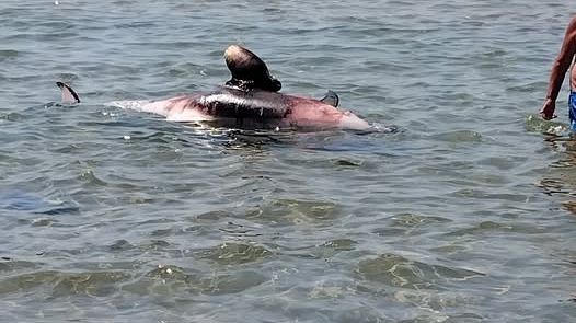 ​Delfino morto nella spiaggia di Triscina di Selinunte