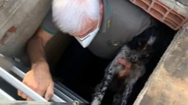 ​Pantelleria, cane gettato in una cisterna viene salvato dalla Forestale