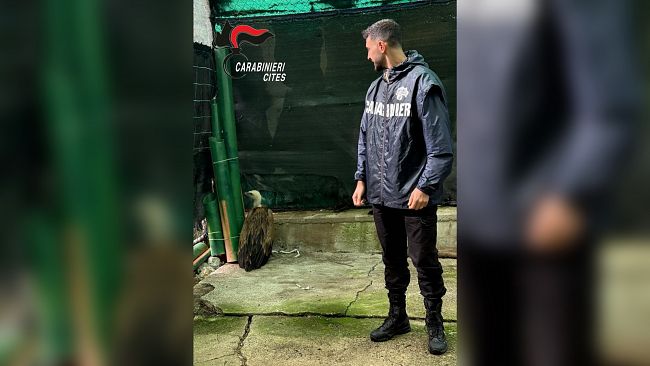 Soccorso un grifone euroasiatico in difficoltà a Marsala 