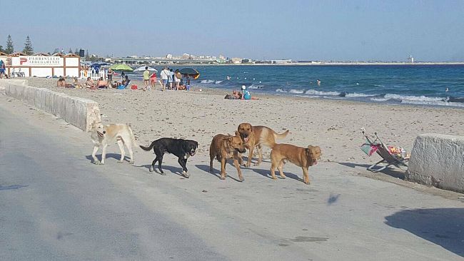 Mazara, Vicenda cagnolina uccisa a Tonnarella. Controreplica alla nota dell’Enpa