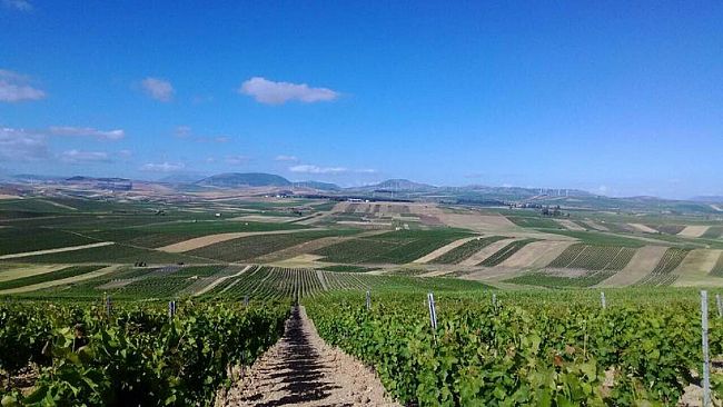 Agricoltura: prezzi giù del 50%, crisi nera per il vino da tavola siciliano