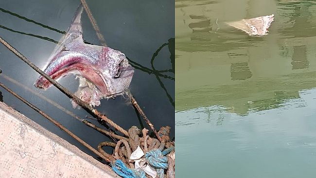 Mazara, carcasse di tonno gettate nel fiume Mazaro 