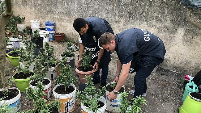 Mazara: Sequestrate piante di marijuana ed arrestato un responsabile