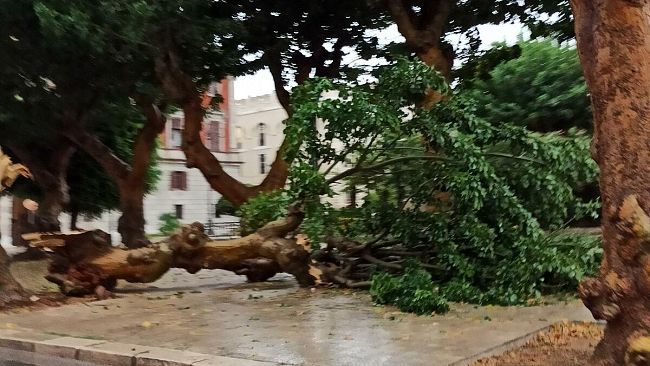 Tempesta alle 6 del mattino, Eritrina divelta da vento e fulmini