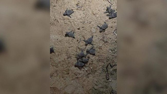 18 tartarughe nate sulla spiaggia di Petrosino