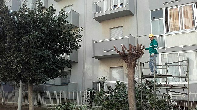 Mazara, (dopo il nostro servizio) finalmente, dopo 3 anni, potati i ficus in via Ciullo D’Alcamo che hanno provocato grossi disagi fra i residenti.