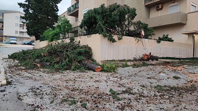 Allerta meteo, crollati alberi di grandi dimensioni