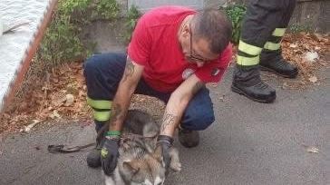 Un cane viene lanciato dal viadotto della Palermo-Sciacca: salvato