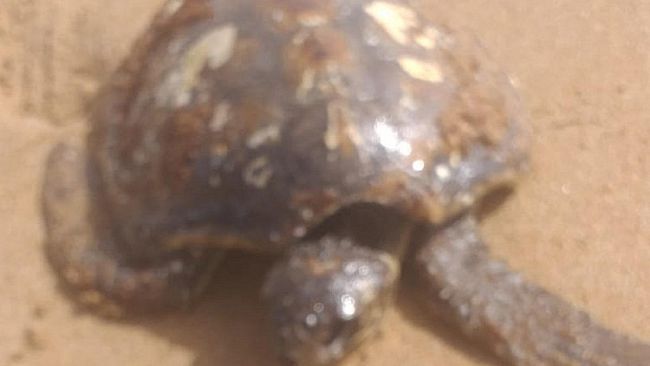 Ritrovato morto a Marinella di Selinunte un esemplare di tartaruga Caretta Caretta