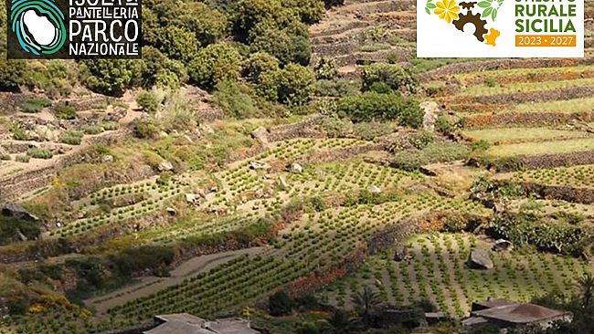 Pantelleria, bando da 100 milioni per migliorare la competitività delle aziende agricole