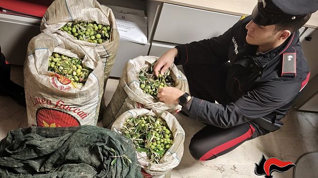 Tre arresti e quattro denunce tra Valderice e Misiliscemi per furti di olive