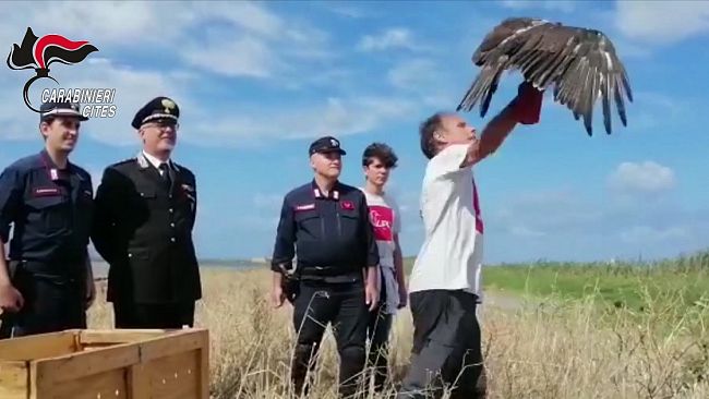 Saline di Trapani, rilasciato raro esemplare di aquila del Bonelli 