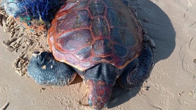 ​Trapani, salvata una tartaruga marina ferita