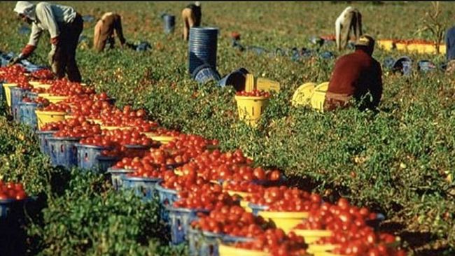 UILA: “emergenza caporalato in Sicilia confermata da arresti a marsala, mazara e vittoria”