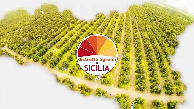 Distretto Agrumi di Sicilia, un consiglio di amministrazione rinnovato che punta ancora più in alto