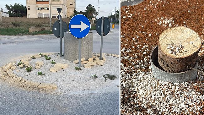 Mazara, aggiornamento sul pino natalizio portato via dal quartiere Boccarena- Quarara