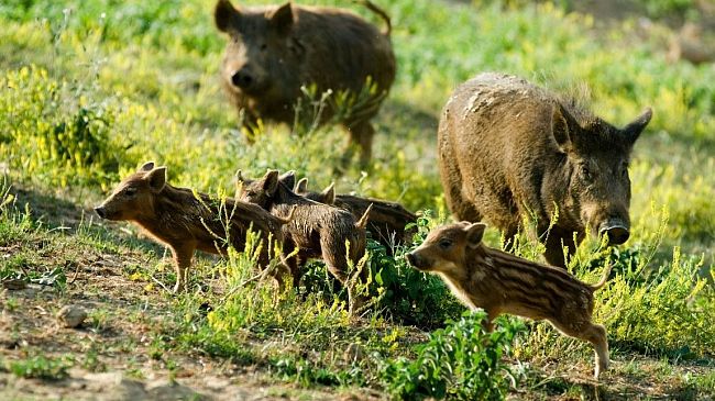 Cinghiali nel territorio, D’Angelo (WWF Mazara). “Non allarmismo. Il problema però esiste e ci siamo attivati”. Cosa fanno altri organi di competenza?