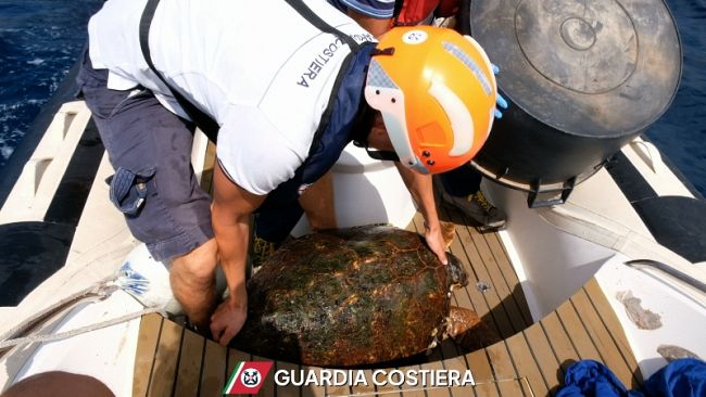 ​Recuperata tartaruga marina per cure al Centro di Recupero “Isole Egadi”