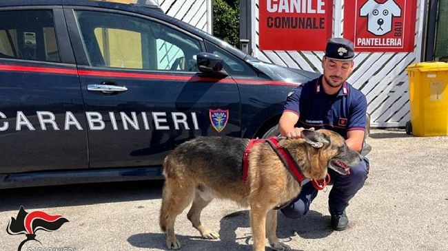 Pantelleria: salvato dai carabinieri un esemplare di pastore tedesco