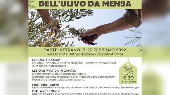 A Castelvetrano un corso per la potatura degli ulivi