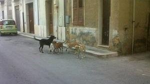 Mazara, pubblicata la procedura aperta per l’affidamento del servizio di cattura dei cani randagi