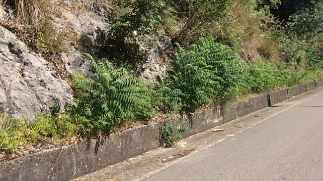 Salemi, Pulizia di scarpate, marciapiedi e cunette. Pubblicato avviso per l’affidamento lavori