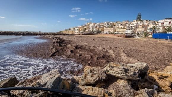 Assolti gli impiegati accusati di aver smaltito la posidonia senza autorizzazione