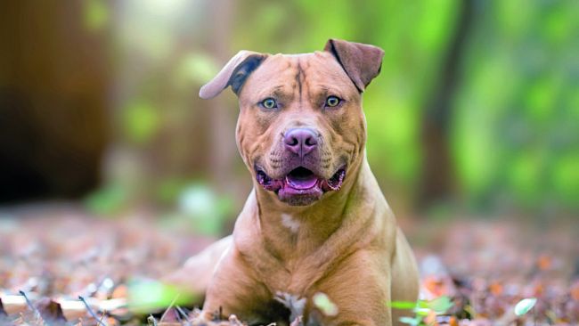 Trapani, coppia aggredita da un pitbull