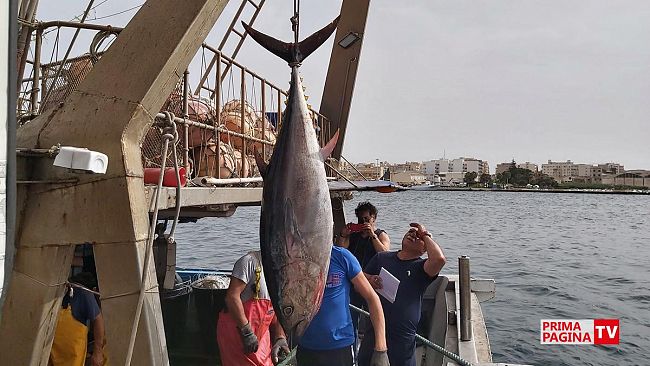 Svolta nella pesca del tonno rosso in Sicilia 