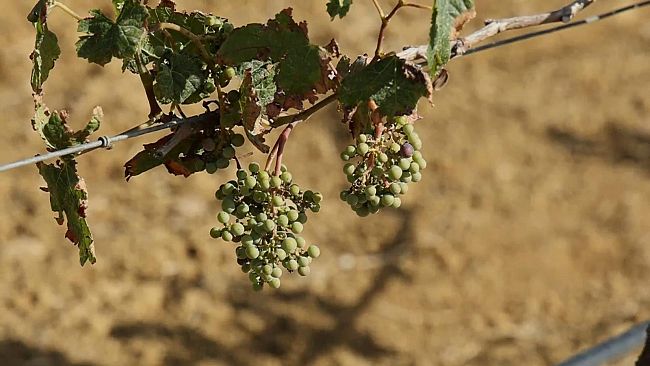 Vendemmia a due facce tra Palermo e Trapani. Buone previsioni dopo l’anno nero della peronospora