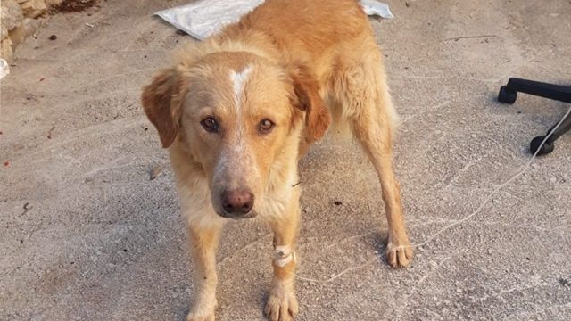 La vita batte il veleno: il cane ritrovato a Cornino è salvo e cerca casa