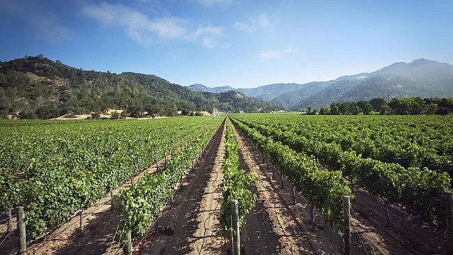 Cia, Vendemmia: clima pazzo e peronospera, calo della produzione