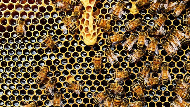 A come Apicoltura: un hobby meraviglioso e una grande opportunità di lavoro.
