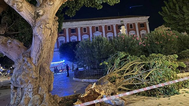​Trapani, si spezza un’altra eritrina in piazza Vittorio Veneto
