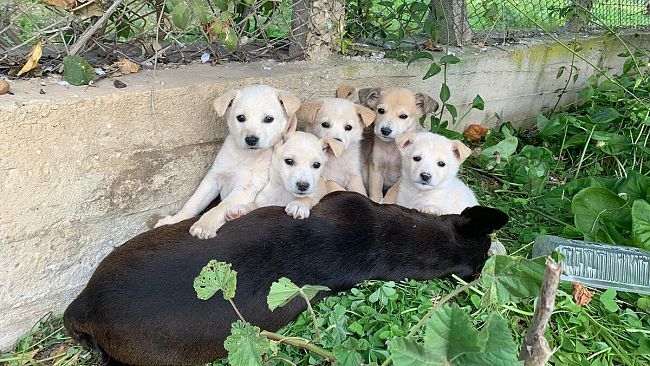 Trapani, è allarme abbandono di cuccioli nel territorio 