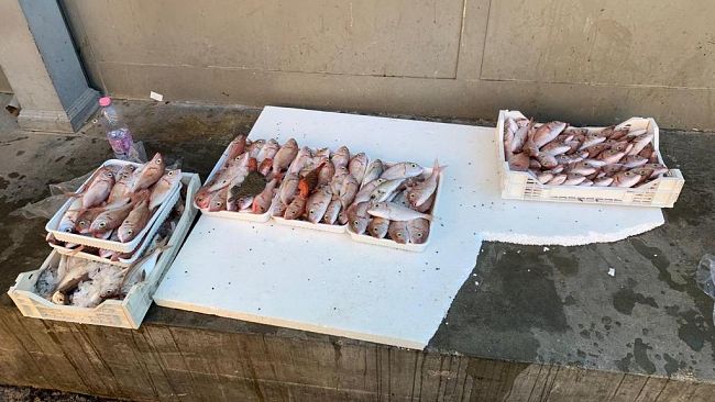 Mazara, sequestrati circa 12 kg di prodotti ittici non tracciati 